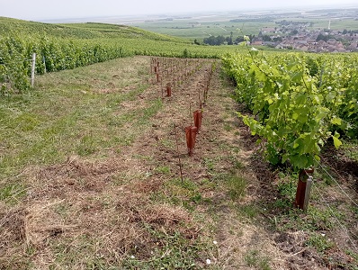 deuxième année de pousse