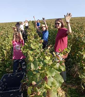 vendanges 2024 photo 1