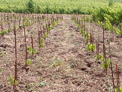 deuxième année de pousse