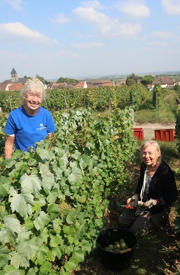 vendanges 2024 photo 2