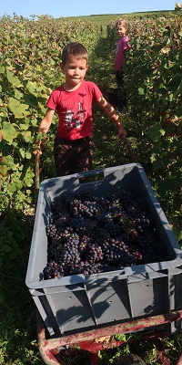 vendanges 2024 photo 3