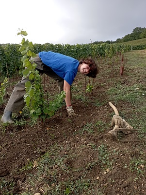 deuxième année de pousse