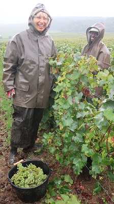 vendanges 2024 photo 7