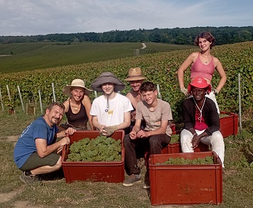 vendanges 2024 photo 9