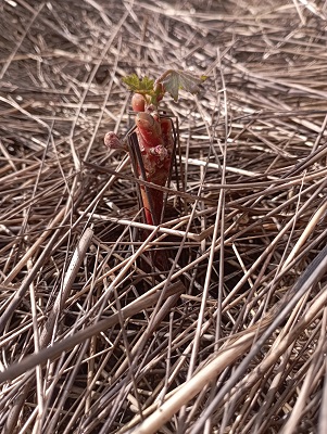 première année de pousse