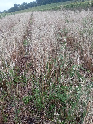 première année de pousse