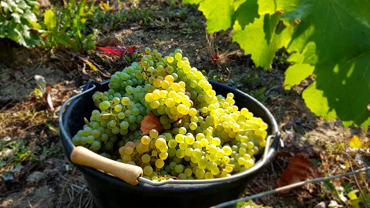 Vendanges 2018/3